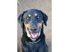 Frannie, Doberman Pinscher For Adoption In Fillmore, California