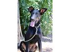 Freya, Doberman Pinscher For Adoption In Fillmore, California