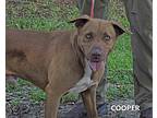 Cooper, Labrador Retriever For Adoption In Washington, Georgia
