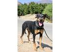 Angie, Doberman Pinscher For Adoption In Fillmore, California