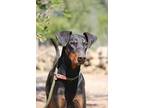 Bethany, Doberman Pinscher For Adoption In Fillmore, California