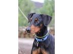 Adrian, Doberman Pinscher For Adoption In Fillmore, California