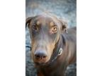 Darby, Doberman Pinscher For Adoption In Fillmore, California