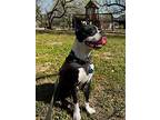 Reno, Boston Terrier For Adoption In Plano, Texas