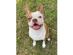 Tj, Boston Terrier For Adoption In Plano, Texas