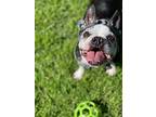 Dallas, Boston Terrier For Adoption In Plano, Texas