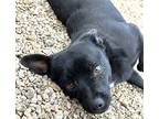 Blackie (lil Shortie), Dachshund For Adoption In Valley Center, California