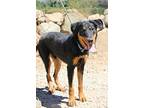 Oliver, Doberman Pinscher For Adoption In Fillmore, California