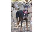 Lukas, Doberman Pinscher For Adoption In Fillmore, California