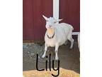 Lily, Rosie, & Pele, Goat For Adoption In Jacksonville, Oregon