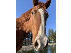 Doty, Quarterhorse For Adoption In Jacksonville, Oregon