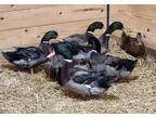 Rouen Drake 2, Duck For Adoption In West Seneca, New York