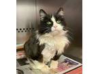 Captain Sushi, Domestic Longhair For Adoption In Thornhill, Ontario