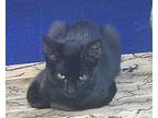 Velvet, Domestic Shorthair For Adoption In Haslet, Texas