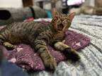 Benjamin Buttons, Domestic Shorthair For Adoption In Thornhill, Ontario