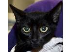 Tatooine, Domestic Shorthair For Adoption In Surrey, British Columbia