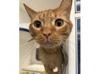 Lucky, Domestic Shorthair For Adoption In Thornhill, Ontario