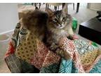 Adopt Angel a Domestic Medium Hair, Tabby