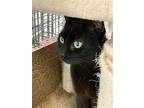 Blackberry, Domestic Shorthair For Adoption In Margate, Florida