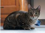 Lily, Domestic Shorthair For Adoption In Upper Darby, Pennsylvania