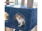 Meela, Domestic Shorthair For Adoption In Thornhill, Ontario
