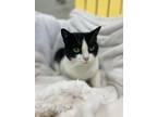 Lily Mae, Domestic Shorthair For Adoption In Williamsport, Pennsylvania