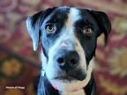 Adopt Stella a Great Dane, Greyhound