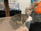 Rita, Domestic Shorthair For Adoption In Williamsport, Pennsylvania