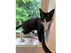 Jacoby, Domestic Shorthair For Adoption In Williamsport, Pennsylvania