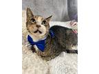 Fred, Domestic Shorthair For Adoption In Margate, Florida
