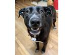 Adopt Piper a Black Labrador Retriever