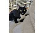 Kitty, Domestic Shorthair For Adoption In Margate, Florida