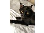 Brewster, Domestic Shorthair For Adoption In Upper Darby, Pennsylvania