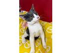 Asher, American Shorthair For Adoption In Margate, Florida