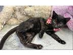 Jiji, Domestic Shorthair For Adoption In Margate, Florida