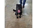 Priscilla Presley, Labrador Retriever For Adoption In St Louis, Missouri