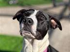 Tonya, American Pit Bull Terrier For Adoption In St Louis, Missouri