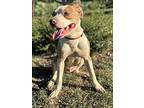 Ripley, American Pit Bull Terrier For Adoption In Haslet, Texas