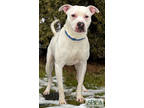 Dash, American Pit Bull Terrier For Adoption In Williamsport, Pennsylvania