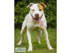 Eddie, American Pit Bull Terrier For Adoption In Williamsport, Pennsylvania