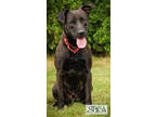 Sam, Labrador Retriever For Adoption In Williamsport, Pennsylvania