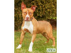 Bloom, American Pit Bull Terrier For Adoption In Williamsport, Pennsylvania