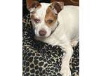 Sushi (pa), Jack Russell Terrier For Adoption In Boothwyn, Pennsylvania