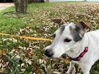 Molly, Jack Russell Terrier For Adoption In San Antonio, Texas