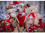 Carmela, American Pit Bull Terrier For Adoption In Portland, Oregon