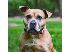 Ivyanne, American Staffordshire Terrier For Adoption In Charlotte