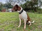 Hazel, Rat Terrier For Adoption In Haslet, Texas