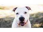 Mila Grace, American Staffordshire Terrier For Adoption In Charlotte