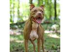 King, American Staffordshire Terrier For Adoption In Charlotte, North Carolina