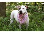 Medusa, American Staffordshire Terrier For Adoption In Charlotte, North Carolina